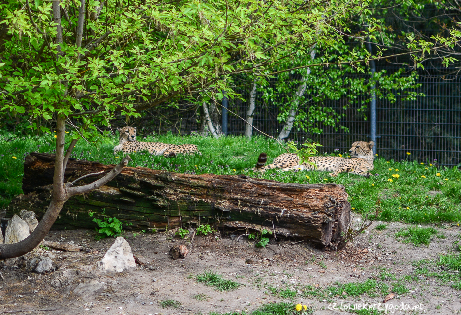 Opolskie Zoo
