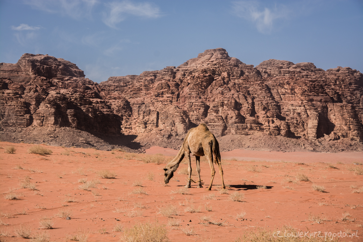 Zwiedzanie Wadi Rum