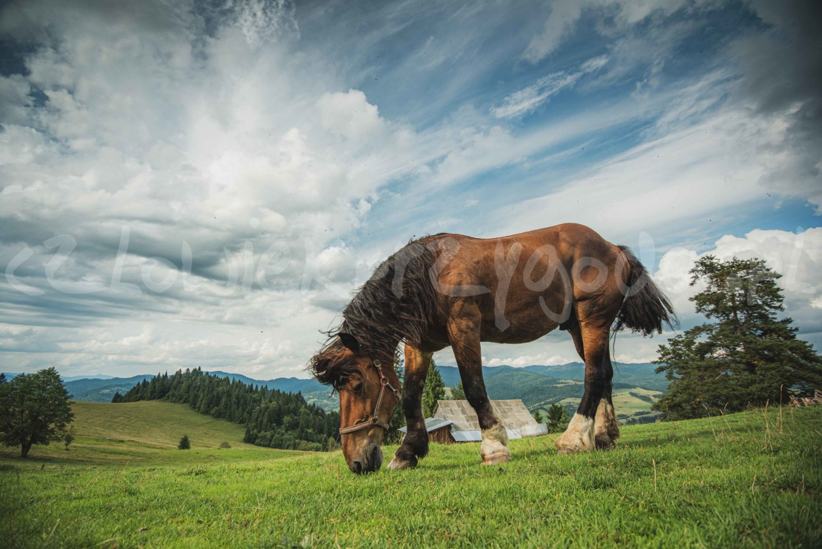 Pieniny - Koń