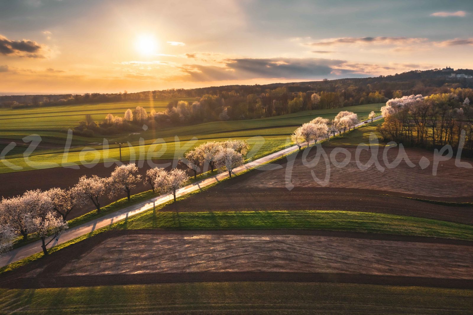 Aleje Czereśniowe 2021