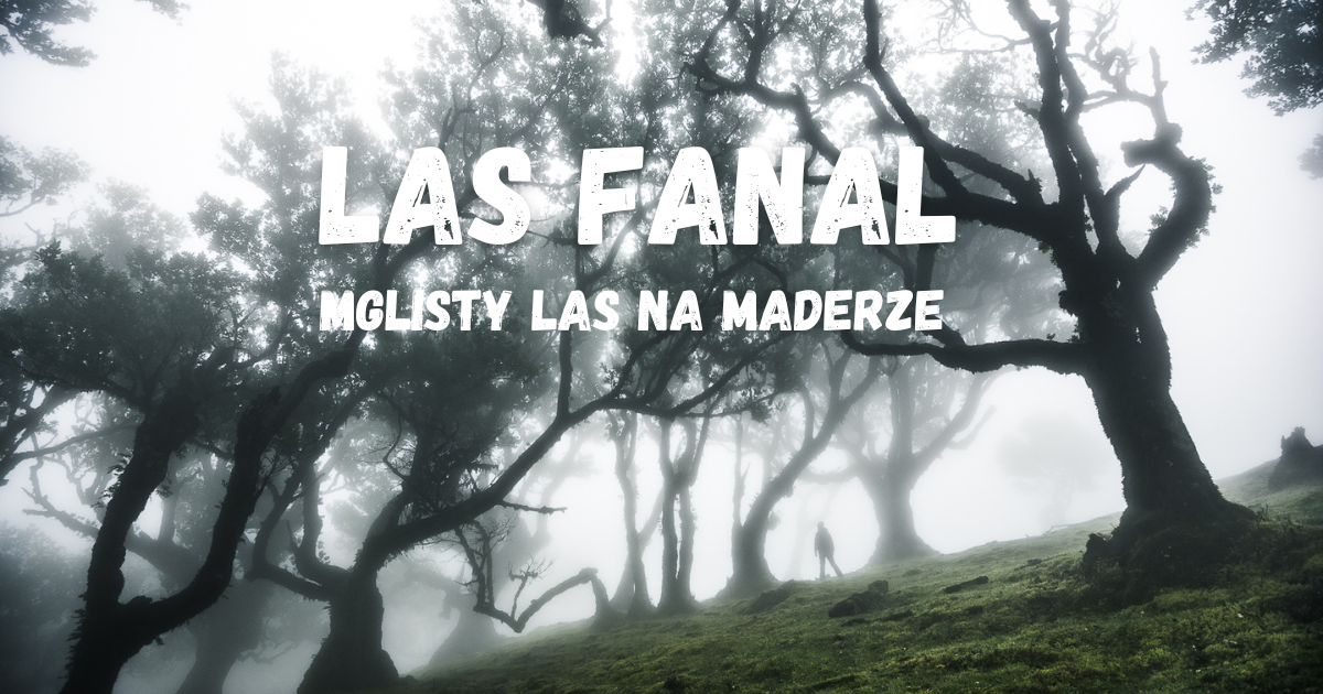 Las Fanal. Magiczny Las na Maderze