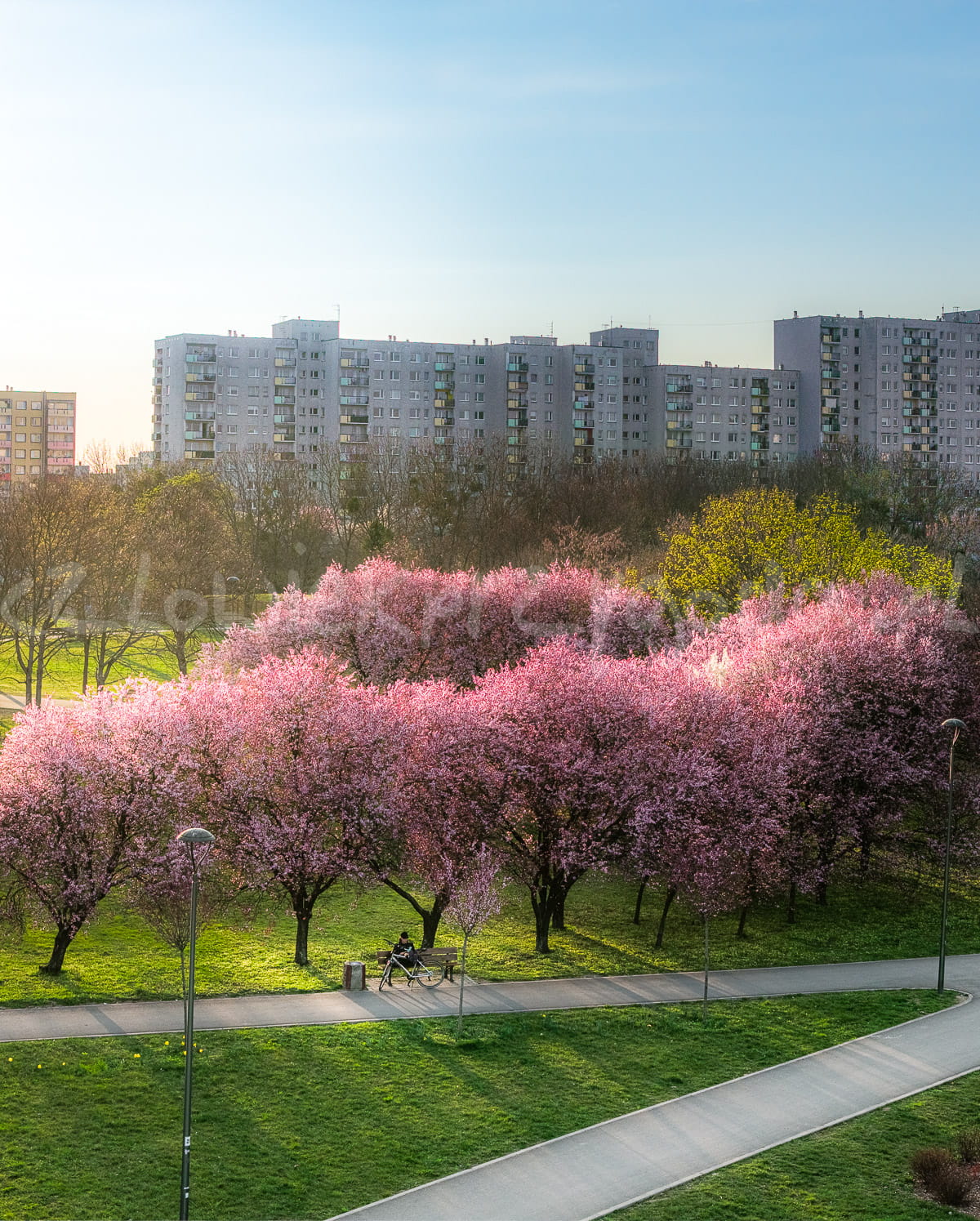 Wiosna w Opolu 2026 II